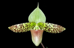 Paphiopedilum sukhakulii Pui's Suk AM/AOS 81 pts.